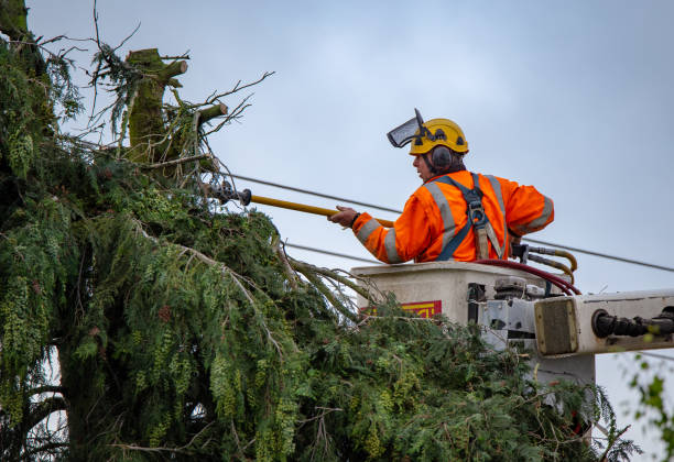 How Our Tree Care Process Works  in  Osburn, ID